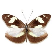 DISMORPHIA CRISIA VIRGO
